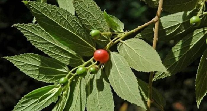 Lima Penyakit yang Bisa Diredakan dengan Daun Kersen