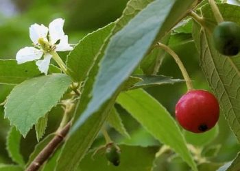 Cara Membuat Air Rebusan Daun Kersen