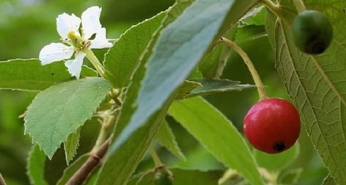 Cara Membuat Air Rebusan Daun Kersen