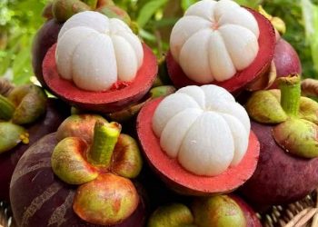 Beberapa Penyakit yang dapat Dicegah dengan Konsumsi Air Rebusan Kulit Manggis