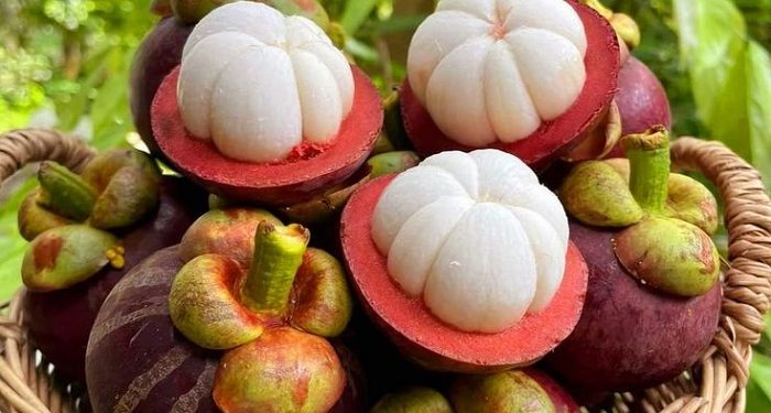 Beberapa Penyakit yang dapat Dicegah dengan Konsumsi Air Rebusan Kulit Manggis