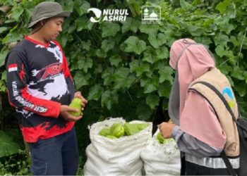 Harga Sedang Anjlok, Alasan Petani Tidak Mau menjual Hasil Panennya ke Masjid