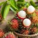 Tips Memilih Rambutan yang Memiliki Rasa Legit dan Segar
