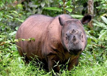 Kementerian Kehutanan Pastikan Pembangunan Suaka Rhino Sumatera di Aceh Timur Rampung Tahun ini