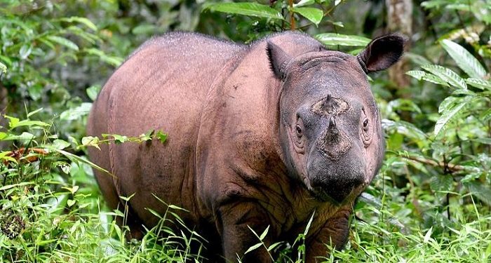 Kementerian Kehutanan Pastikan Pembangunan Suaka Rhino Sumatera di Aceh Timur Rampung Tahun ini