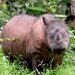 Kementerian Kehutanan Pastikan Pembangunan Suaka Rhino Sumatera di Aceh Timur Rampung Tahun ini