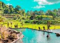 Simak Beberapa Daya Tarik Utama dari Wisata Sumber Gempong di Jawa Timur