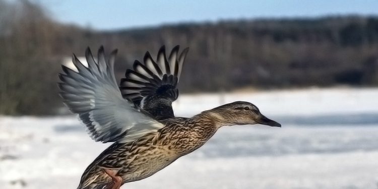 Donald Bebek Jadi Presiden