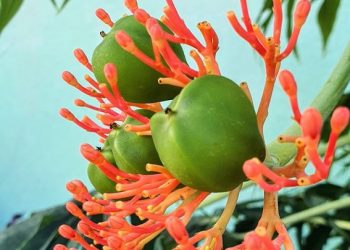 Dinas Kesehatan Cianjur Catat Lima Anak Keracunan Usai Konsumsi Buah Betadine