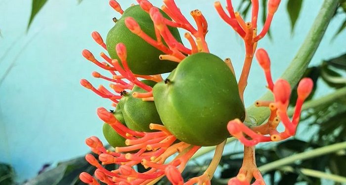 Dinas Kesehatan Cianjur Catat Lima Anak Keracunan Usai Konsumsi Buah Betadine