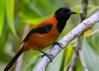 Burung Kicau Pitohui Papua Memiliki Bulu dan Kulit yang Beracun