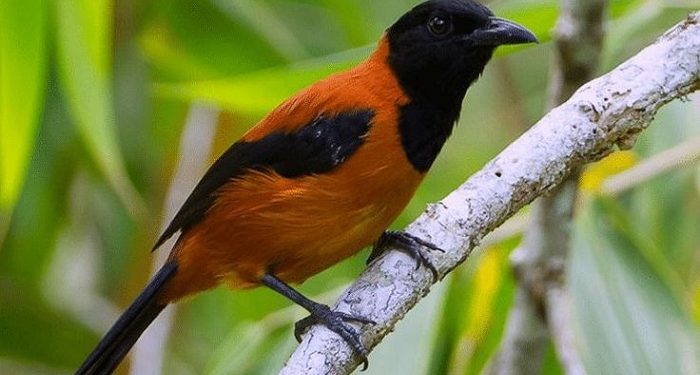 Burung Kicau Pitohui Papua Memiliki Bulu dan Kulit yang Beracun