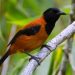 Burung Kicau Pitohui Papua Memiliki Bulu dan Kulit yang Beracun