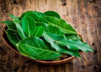 Simak Beberapa Orang yang Tidak Boleh Minum Rebusan Air Daun Salam