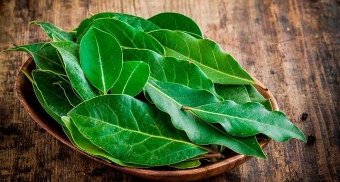 Simak Beberapa Orang yang Tidak Boleh Minum Rebusan Air Daun Salam