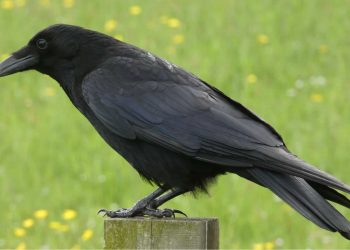 Seperti Burung Gagak yang Kecewa