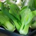 Lima Manfaat Sayur Pakcoy untuk Kesehatan Tubuh
