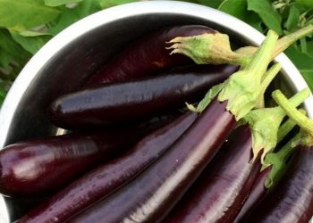 Beberapa Penyakit yang Bisa Diatasi dengan Konsumsi Terong