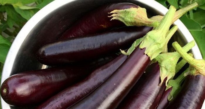 Beberapa Penyakit yang Bisa Diatasi dengan Konsumsi Terong