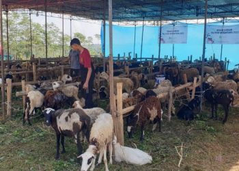 Solusi Qurban dan Aqiqah Modern, Peternak Nusantara Wujudkan Layanan Berbasis Digital