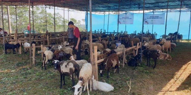 Solusi Qurban dan Aqiqah Modern, Peternak Nusantara Wujudkan Layanan Berbasis Digital