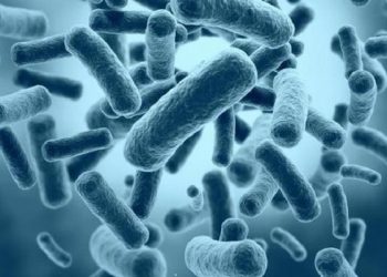 Gelombang Suara Murotal dapat Melawan Infeksi Bakteri Salmonella Typhi