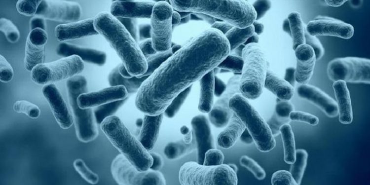 Gelombang Suara Murotal dapat Melawan Infeksi Bakteri Salmonella Typhi