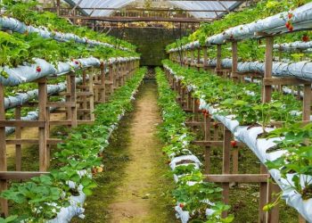 Pemkot Jakarta Timur Gandeng Pelaku Tawuran untuk Kembangkan Pertanian Perkotaan