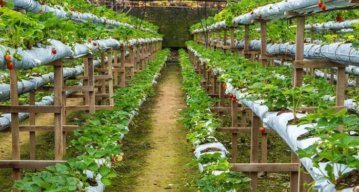 Pemkot Jakarta Timur Gandeng Pelaku Tawuran untuk Kembangkan Pertanian Perkotaan