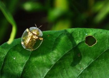 Peneliti BRIN Temukan Dua Spesies Baru Kumbang Kura-Kura di Gunung Indonesia