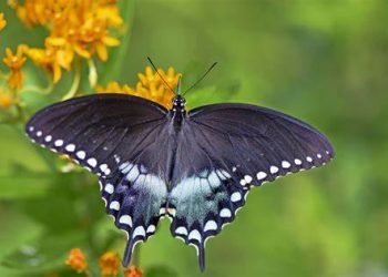 Kepompong yang Hampir Usai