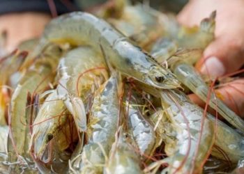 SMK Perikanan dan Kelautan Puger Jember Panen Udang Vaname yang Diekspor ke Jepang