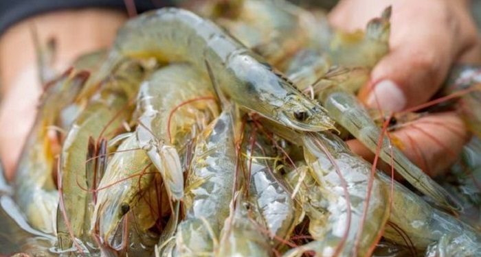 SMK Perikanan dan Kelautan Puger Jember Panen Udang Vaname yang Diekspor ke Jepang