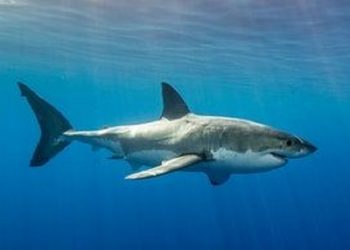 Program Konservasi Berbasis Mata Pencaharian Alternatif di NTT