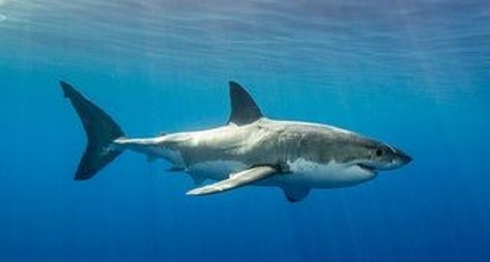 Program Konservasi Berbasis Mata Pencaharian Alternatif di NTT