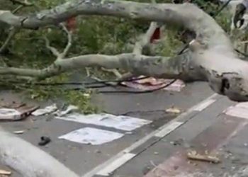 Tragis Beringin Tumbang Timpa Jamaah Shalat Idul Fitri di Pemalang