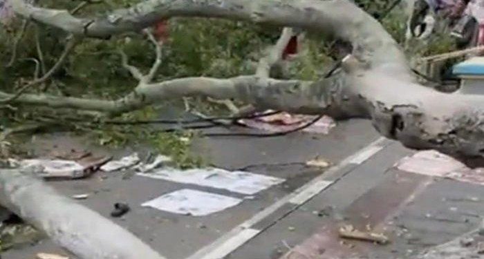 Tragis Beringin Tumbang Timpa Jamaah Shalat Idul Fitri di Pemalang