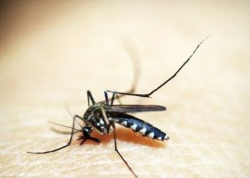 Wabah Chikungunya Dilaporkan Merebak di Kabupaten Cianjur