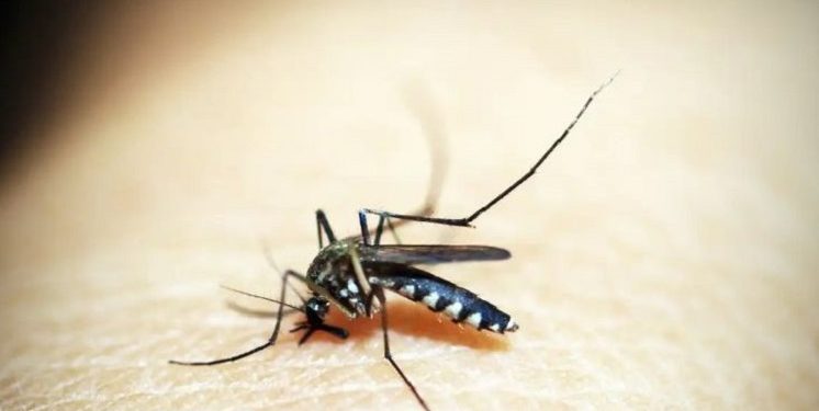 Wabah Chikungunya Dilaporkan Merebak di Kabupaten Cianjur