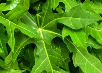 Manfaat Konsumsi Daun Pepaya untuk Kesehatan Tubuh
