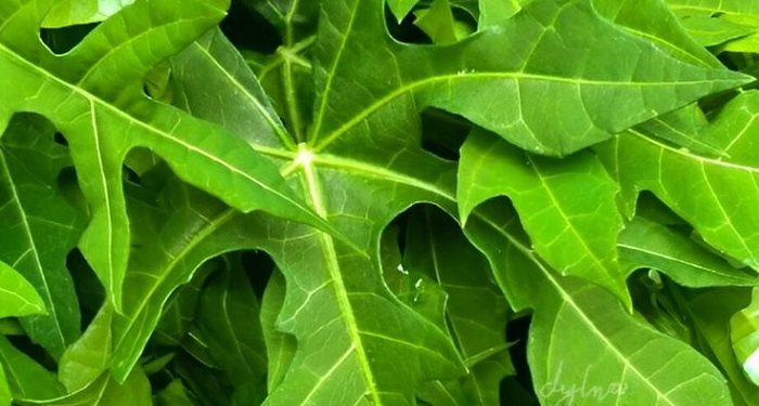 Manfaat Konsumsi Daun Pepaya untuk Kesehatan Tubuh