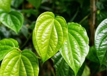 Lima Manfaat Daun Sirih untuk Kesehatan Tubuh
