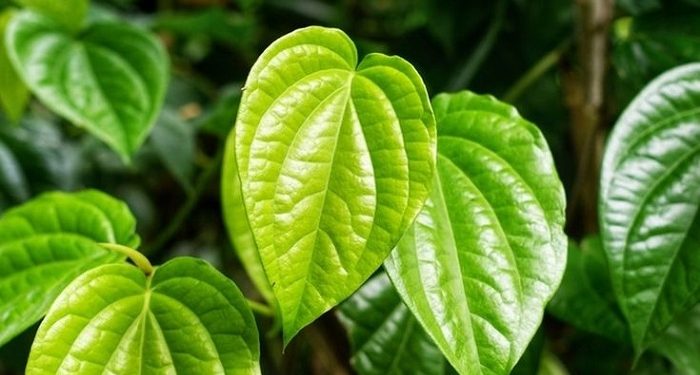 Lima Manfaat Daun Sirih untuk Kesehatan Tubuh