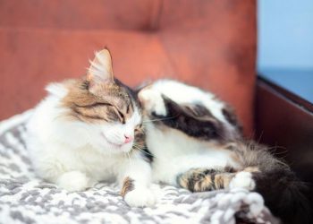 Efek Gigitan Kutu Kucing pada Manusia