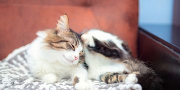 Efek Gigitan Kutu Kucing pada Manusia