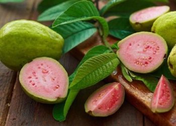 Cara Menggunakan Buah Jambu Biji Sebagai Produk Perawatan Kulit