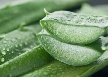 Beberapa Cara Lidah Buaya Dapat Menghilangkan Jerawat