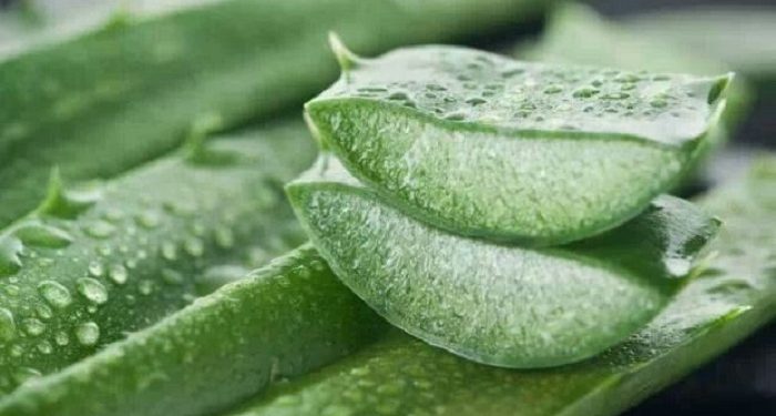 Beberapa Cara Lidah Buaya Dapat Menghilangkan Jerawat