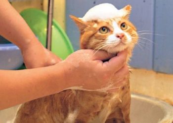 Cara Mengobati Gigitan Kutu Kucing pada Manusia