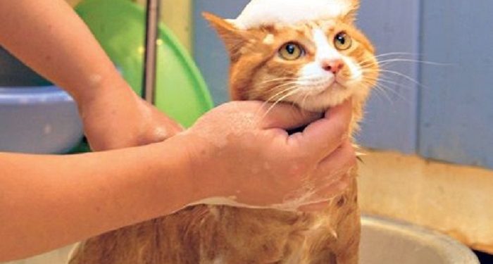 Cara Mengobati Gigitan Kutu Kucing pada Manusia